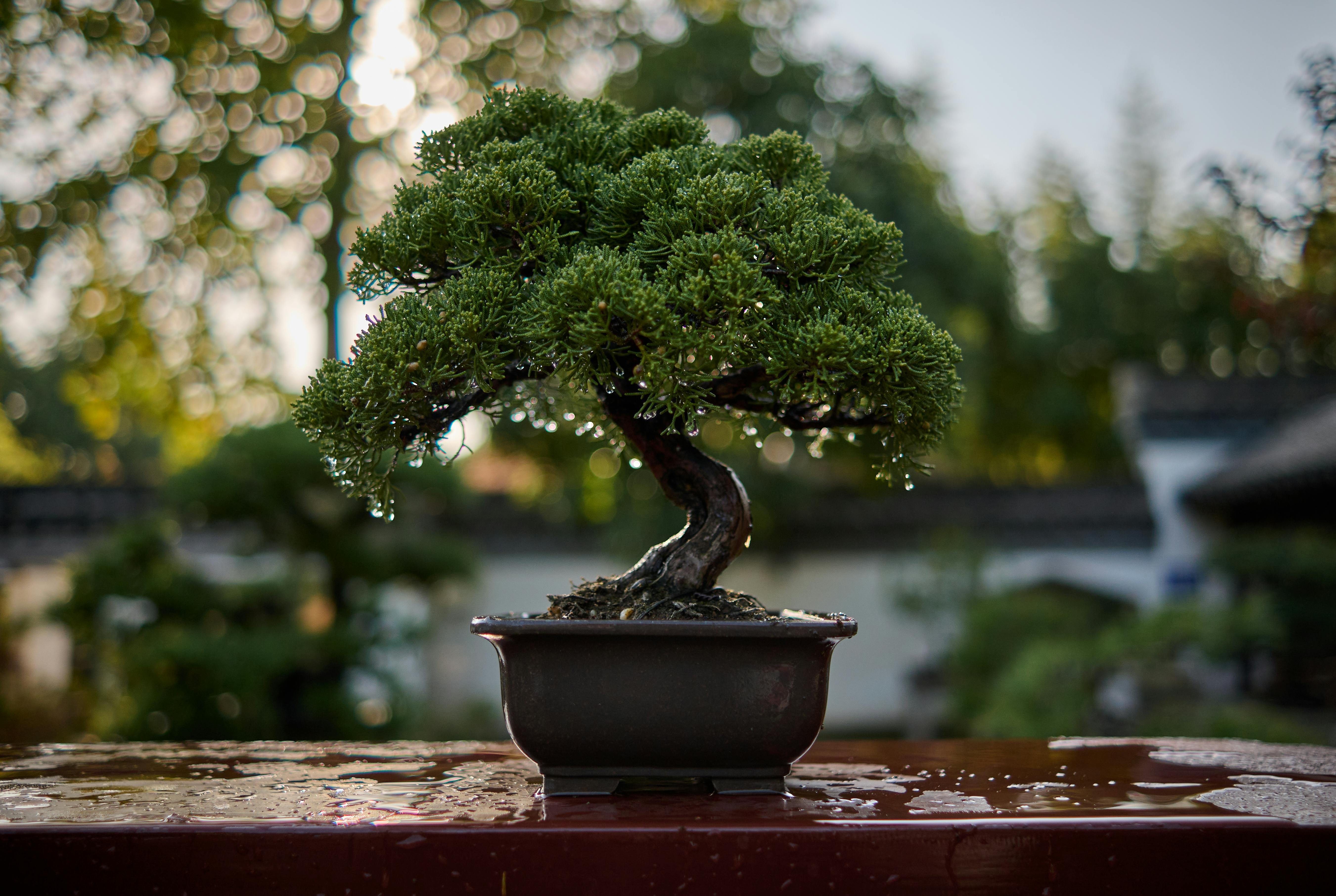 Bonsai Tree Growing Kits & More | J-Life – J-Life International