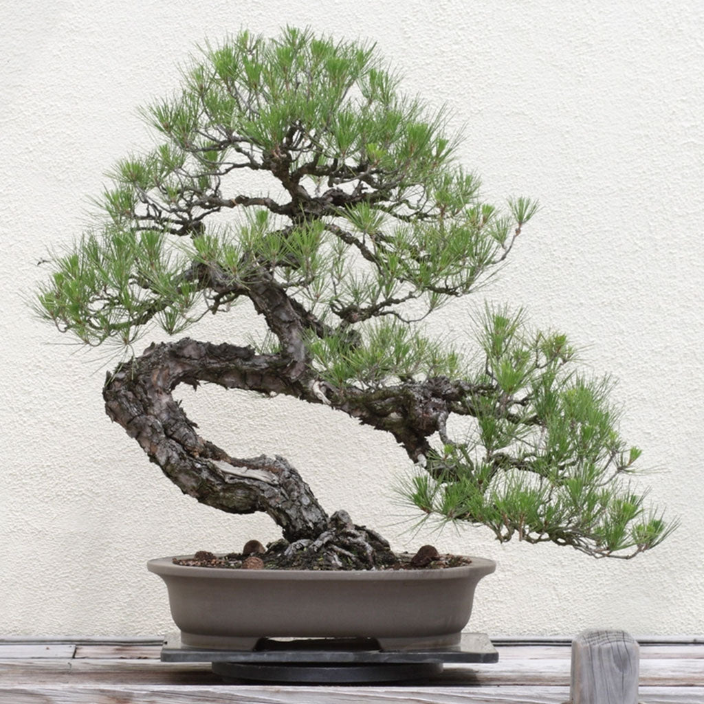 Grow Your Own Bonsai Tree Kit