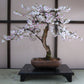 Grow Your Own Bonsai Tree Kit