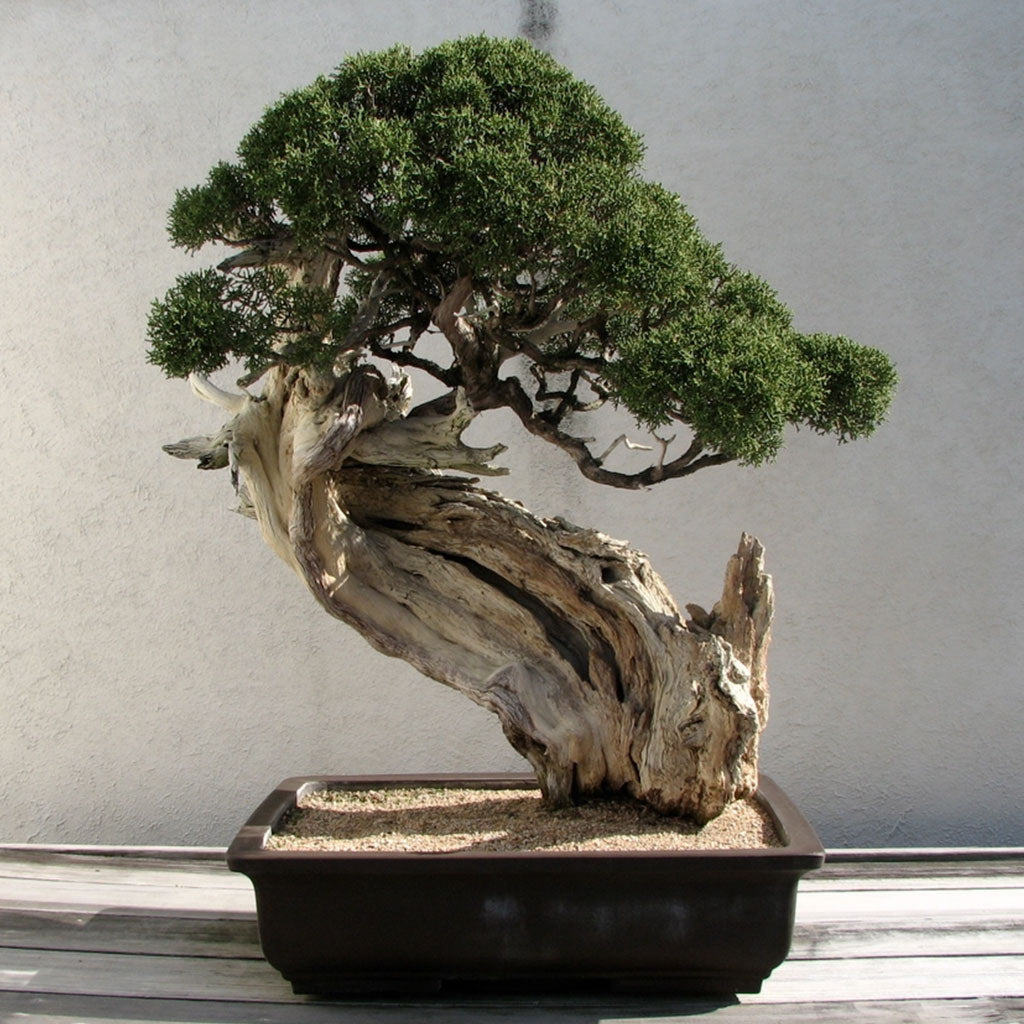 Grow Your Own Bonsai Tree Kit