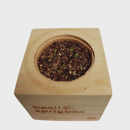 Easy Mini Bonsai Tree Seed Kit