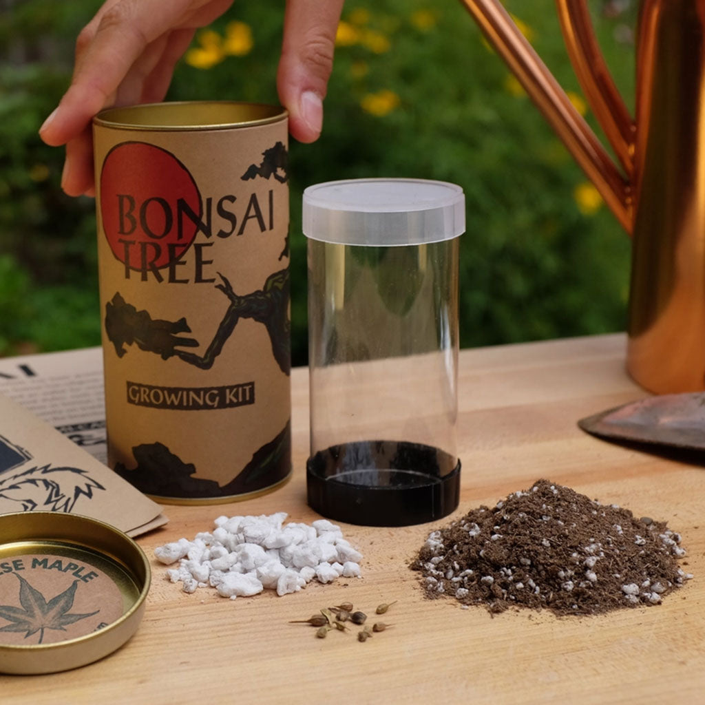 Grow Your Own Bonsai Tree Kit