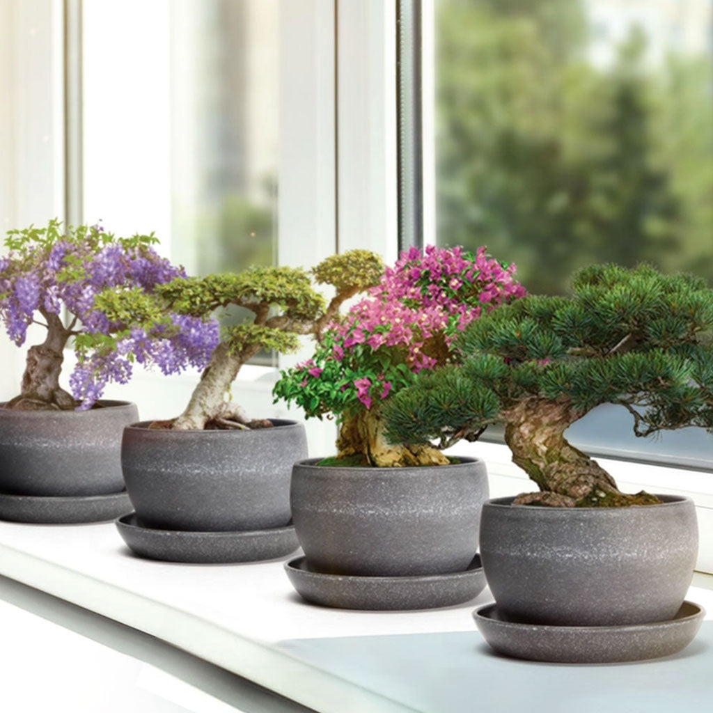 Bonsai Variety Grow Kit - Set of 4