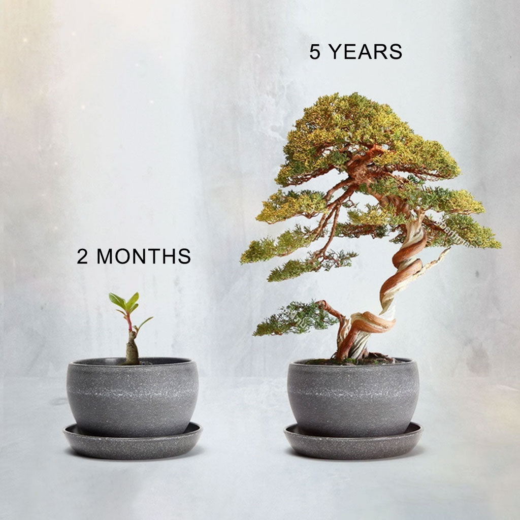 Bonsai Variety Grow Kit - Set of 4
