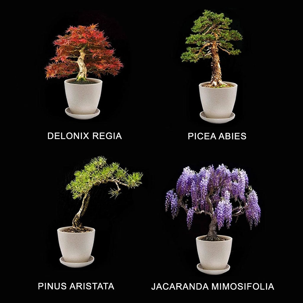 Mini Bonsai Starter Kit - Set of 4