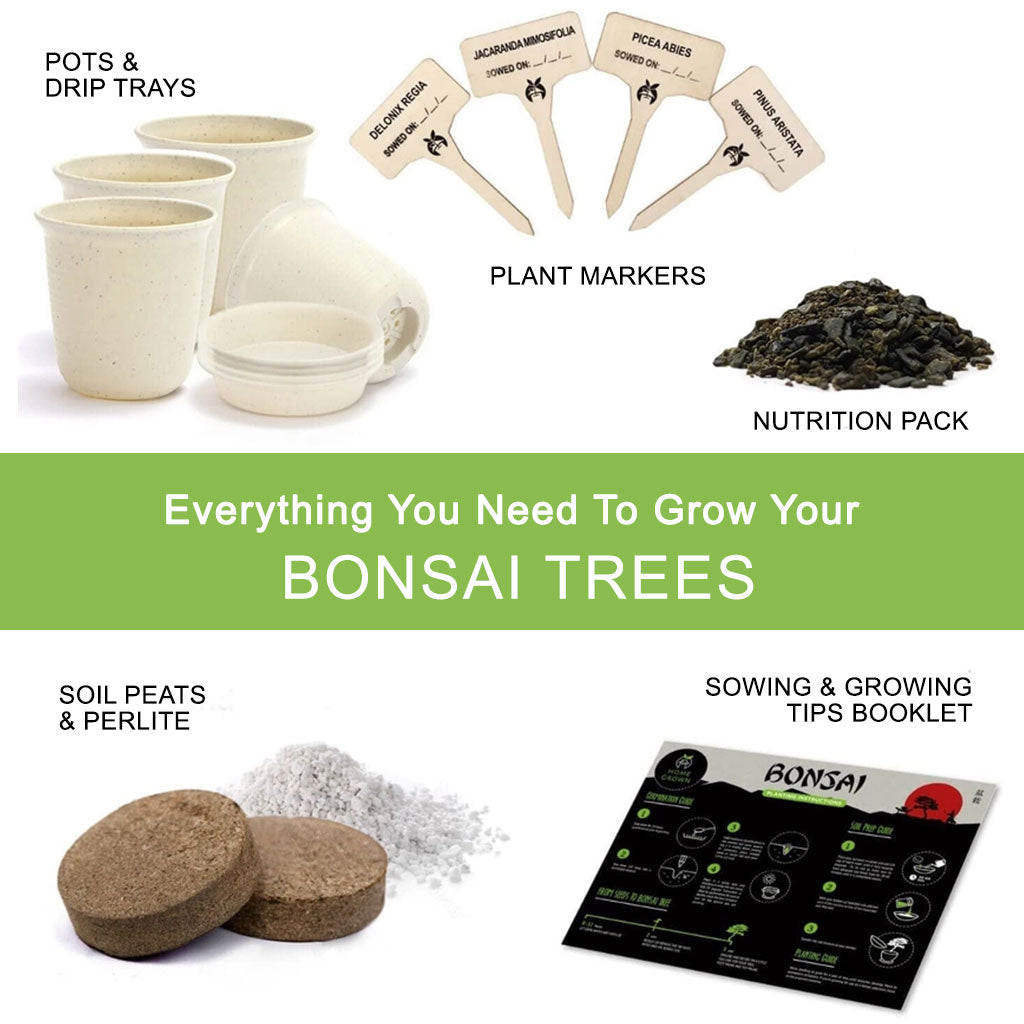 Mini Bonsai Starter Kit - Set of 4