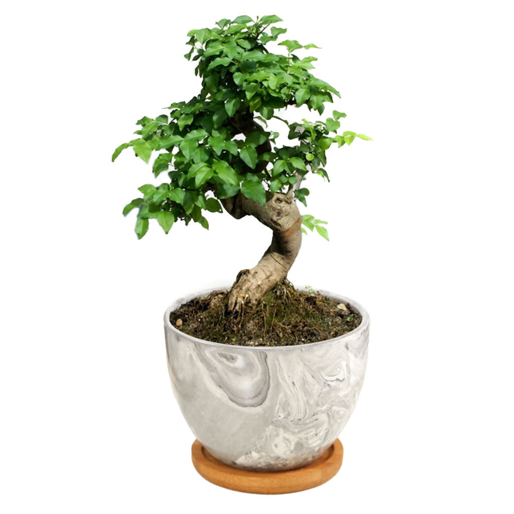 Deluxe Mini Bonsai Starter Kit - Set of 4