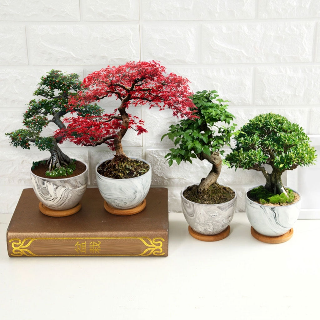 Deluxe Mini Bonsai Starter Kit - Set of 4