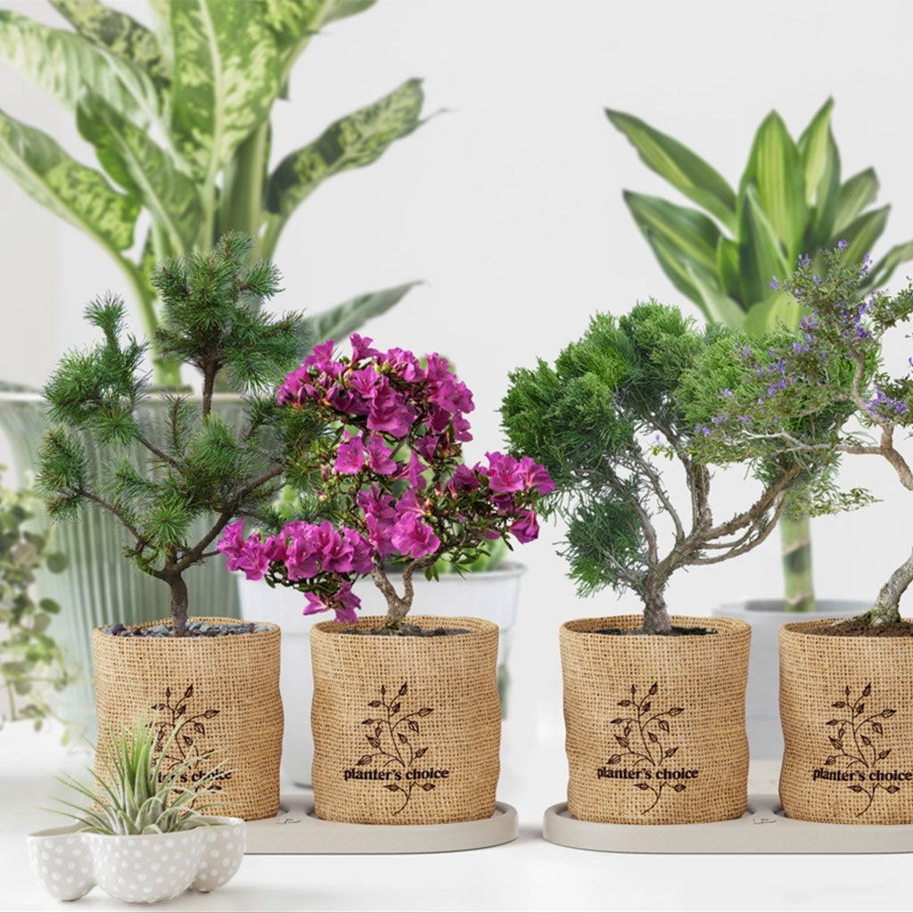 Complete Mini Bonsai Starter Kit - Set of 4