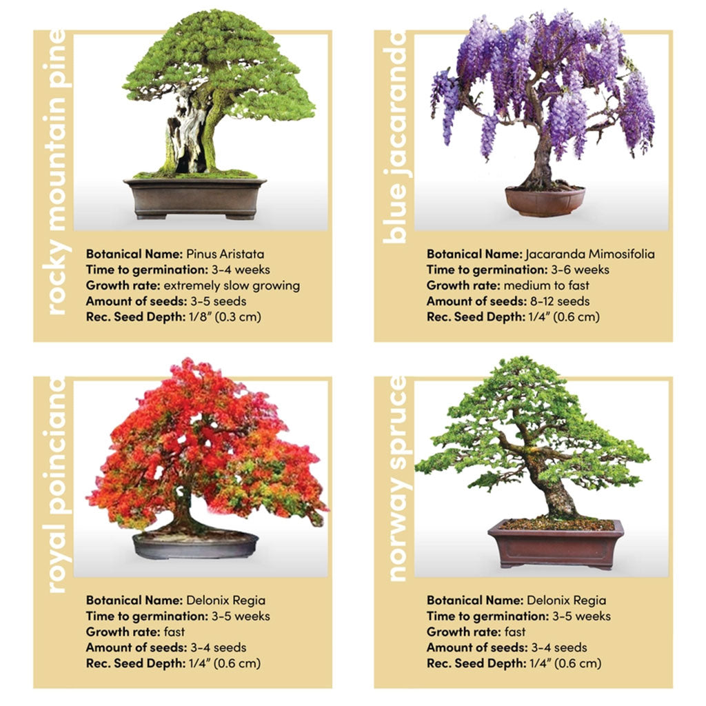 Complete Mini Bonsai Starter Kit - Set of 4