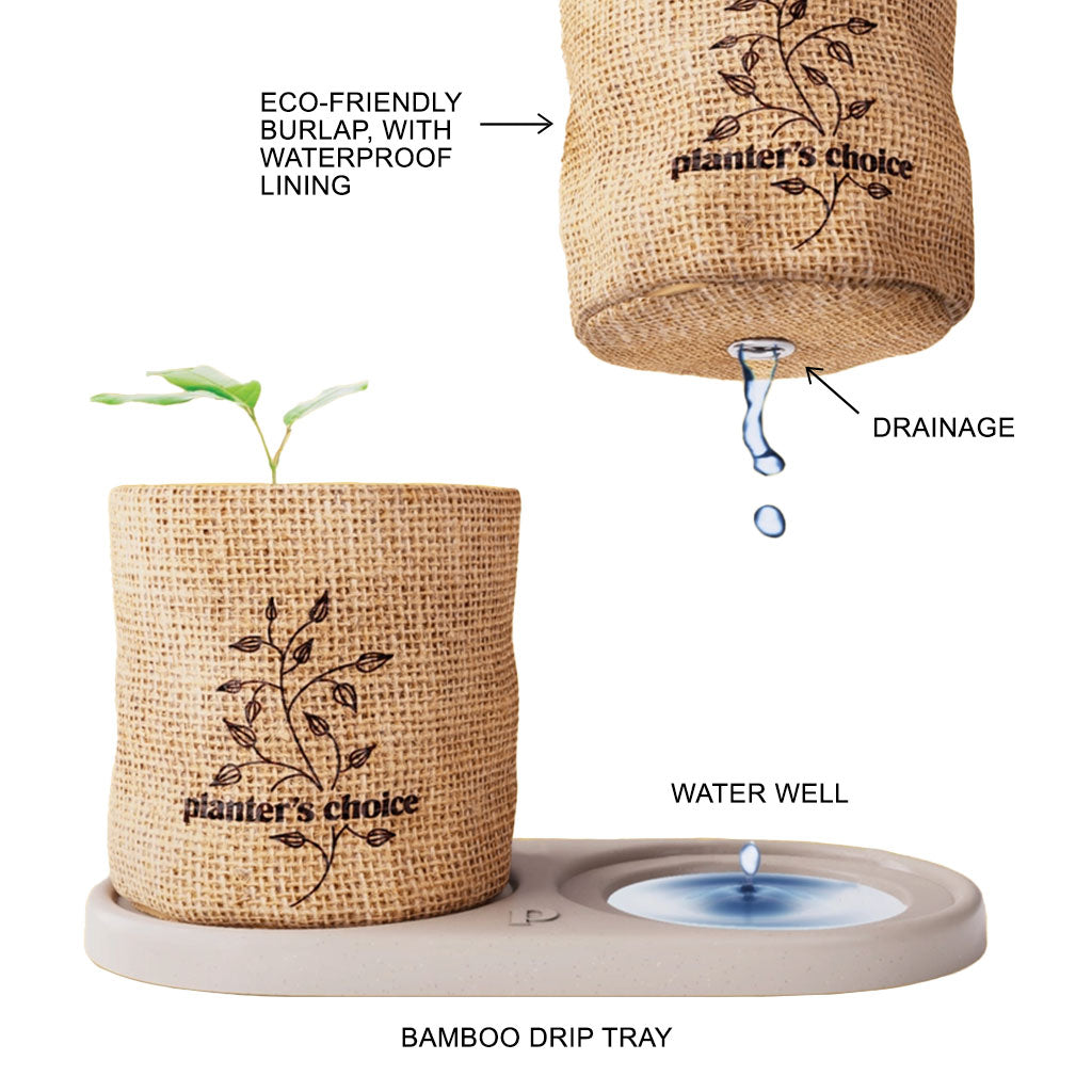 Complete Mini Bonsai Starter Kit - Set of 4