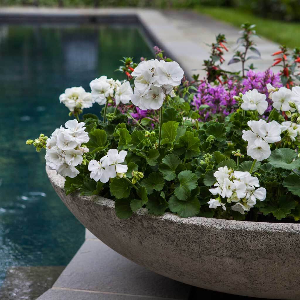 Large Bowl Planter