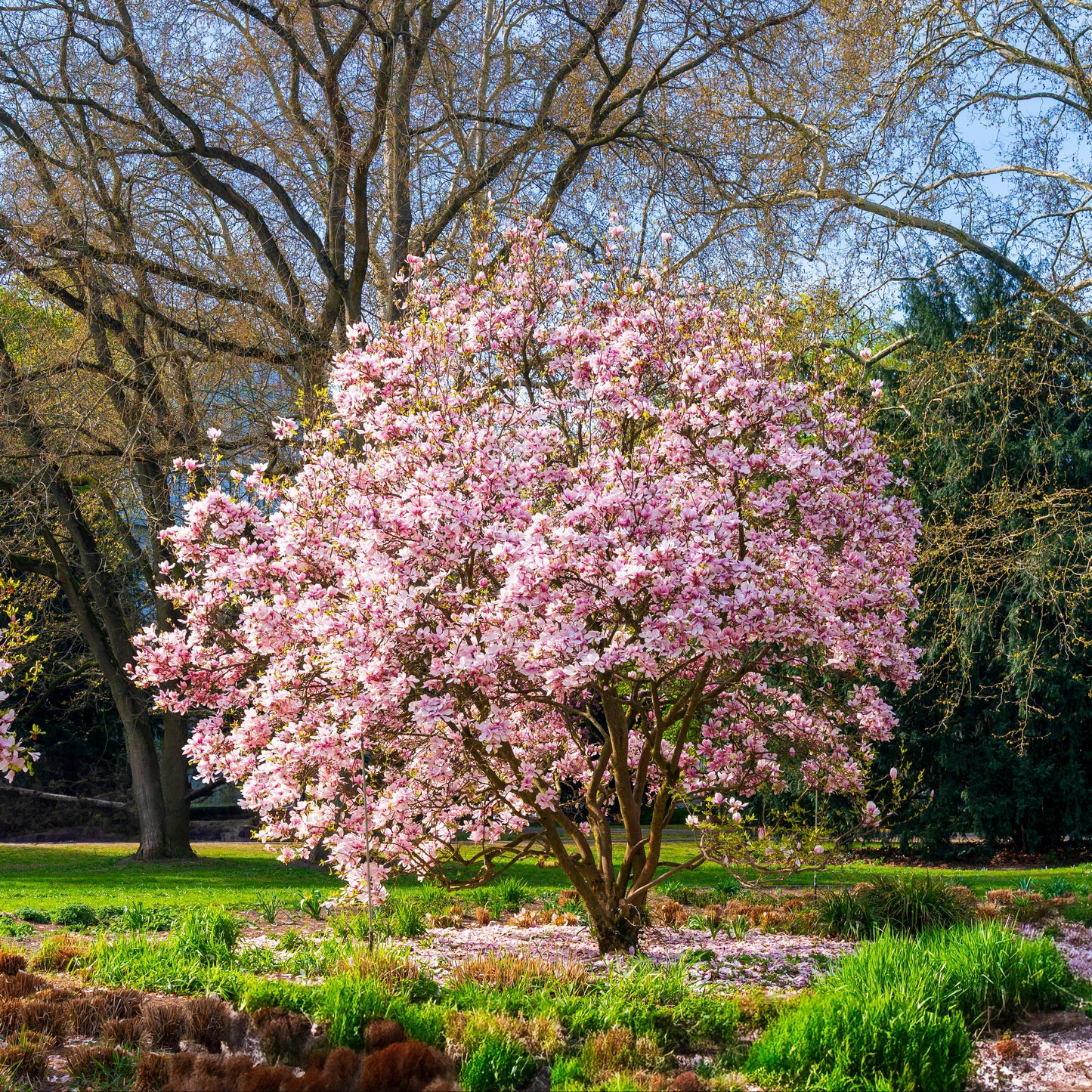 Cherry blossom tree in a garden.
