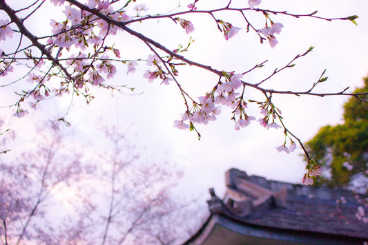 Hanami (花見): The Spring Tradition of Flower Watching