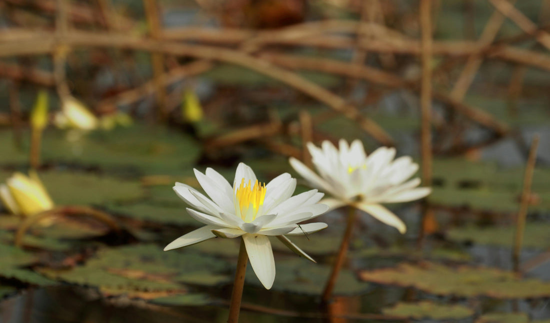 Two white lotus flowers in a pond.