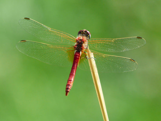 Tombo 蜻蛉 Dragonfly: A Timeless Motif In Japanese Culture