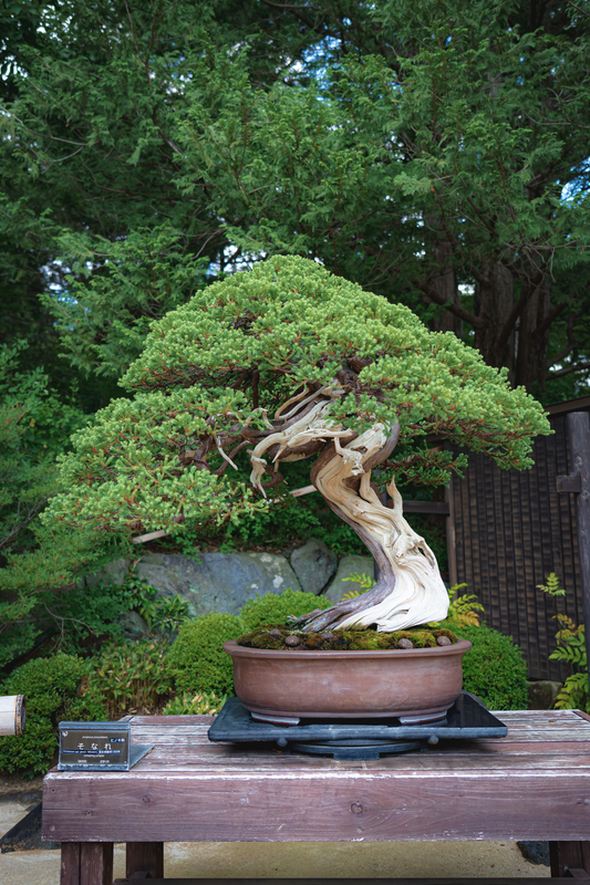 History of the Bonsai Tree