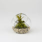 Glass terrarium with plants and pebbles on a white background