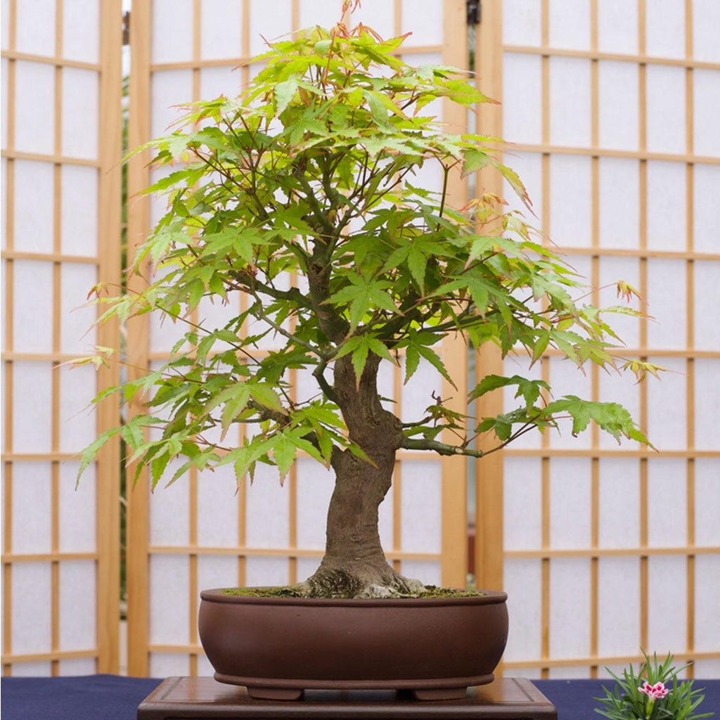 full grown bonsai tree for sale Grow Your Own Bonsai Tree Kit Japanese Maple