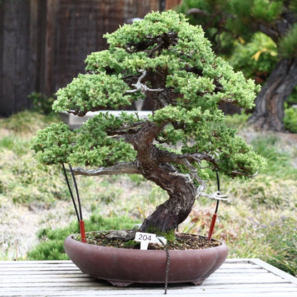 Grow Your Own Bonsai Tree Kit