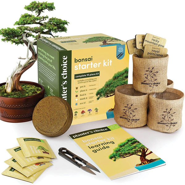 bonsai tree seeds for sale Complete Mini Bonsai Starter Kit