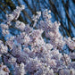 Up close image of cherry blossom flowers.
