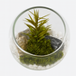 Terrarium with plants and stones on a white background