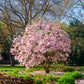 Cherry blossom tree in a garden.
